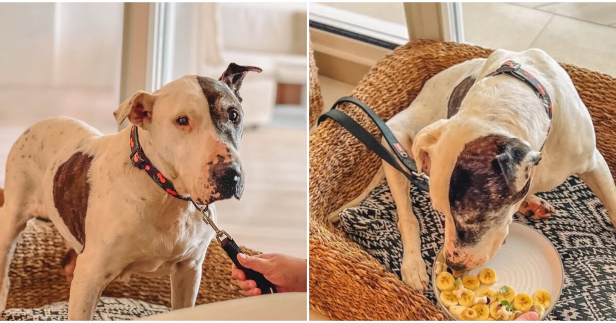dieci anni in un canile poi la sua vita 232 cambiata per sempre grazie a un hotel di lusso l8217incredibile storia del cane thor da randagio a ospite 8216vip8217