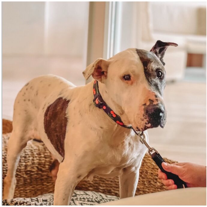 “Dieci anni in un canile, poi la sua vita è cambiata per sempre grazie a un hotel di lusso”: l’incredibile storia del cane Thor, da randagio a ospite ‘vip’