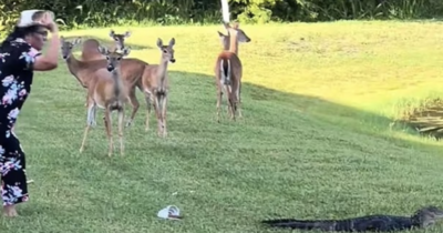 Copertina di La vendetta dell’alligatore: donna lancia le scarpe all’animale per allontanarlo, lui fa una cosa inaspettata