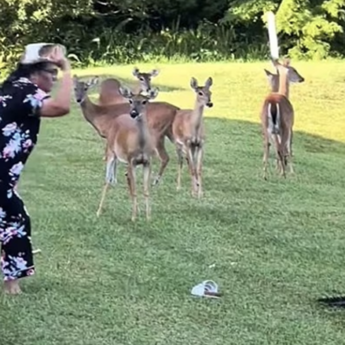 La vendetta dell’alligatore: donna lancia le scarpe all’animale per allontanarlo, lui fa una cosa inaspettata