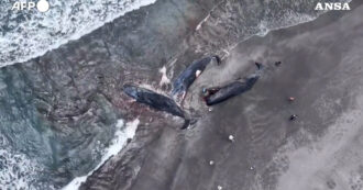 Copertina di Strage di balene in Giappone: “I cetacei spiaggiati prima dello tsunami” – Video