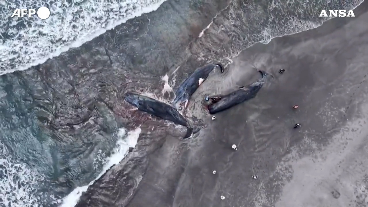 strage di balene in giappone i cetacei spiaggiati prima dello tsunami 8211 video