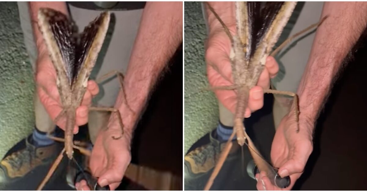 200 un insetto stecco tra i pi249 grandi al mondo l8217incredibile scoperta in australia
