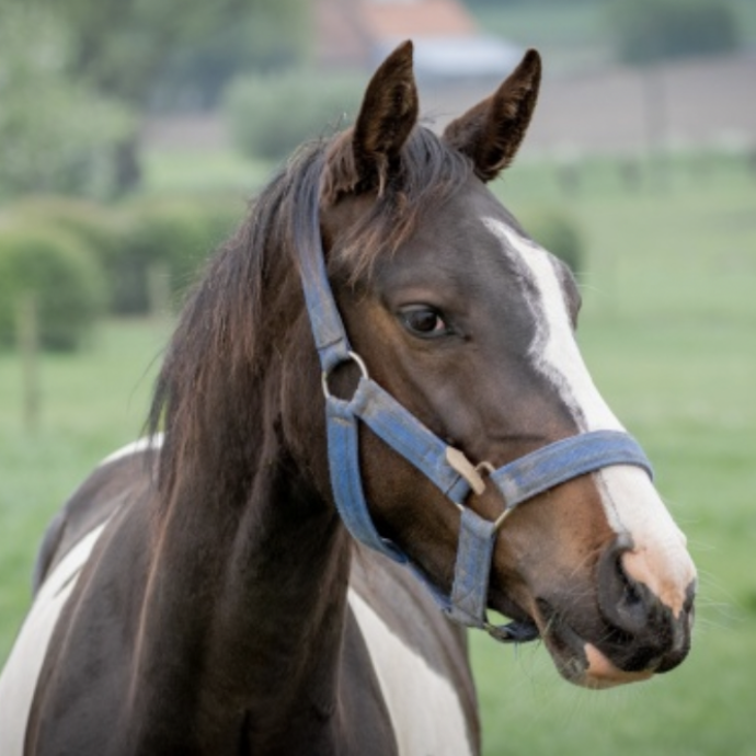 54enne trovata morta nel giardino di casa: uno dei suoi cavalli l’ha colpita in faccia con lo zoccolo