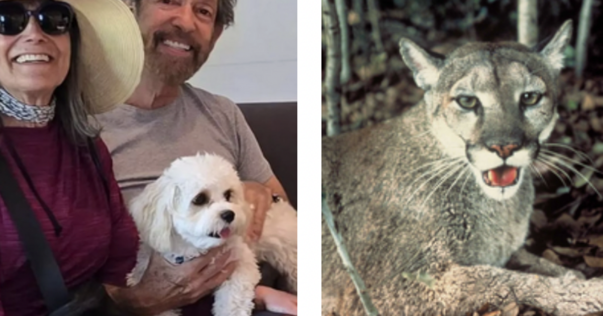 “Stavamo camminando col nostro cane quando è apparso un puma e si è avventato su di lui. Era ancora attaccato al guinzaglio quando lo ha portato via”: la storia di Taulere e Arrone Appel