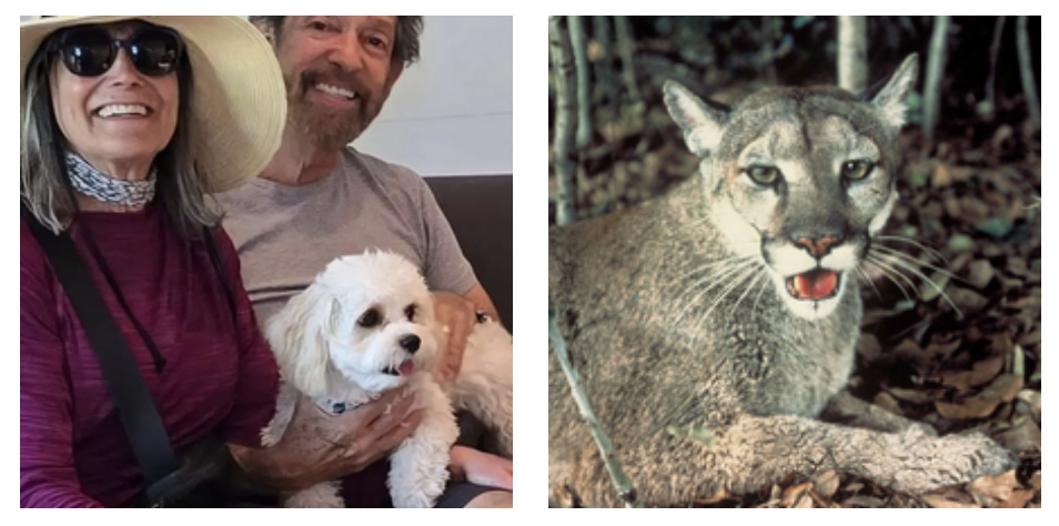 stavamo camminando col nostro cane quando 232 apparso un puma e si 232 avventato su di lui era ancora attaccato al guinzaglio quando lo ha portato via la storia di taulere e arrone appel