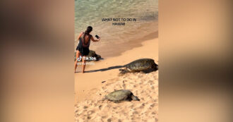 Copertina di Supera una barriera per fare le foto alle tartarughe marine: bufera social per il gesto di una turista alle Hawaii – Video