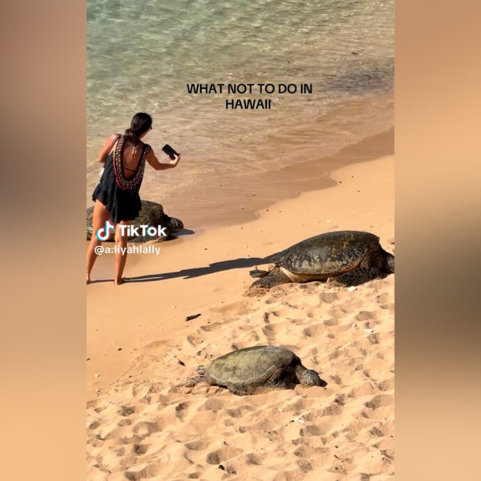 Supera una barriera per fare le foto alle tartarughe marine: bufera social per il gesto di una turista alle Hawaii – Video