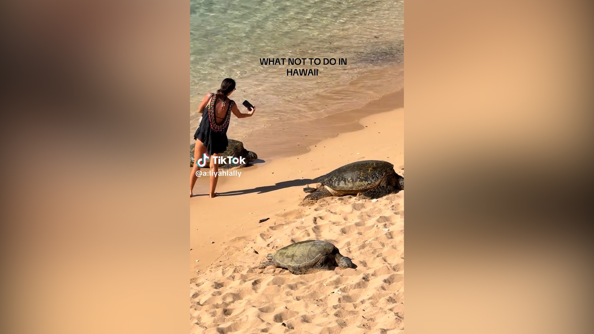 supera una barriera per fare le foto alle tartarughe marine bufera social per il gesto di una turista alle hawaii 8211 video