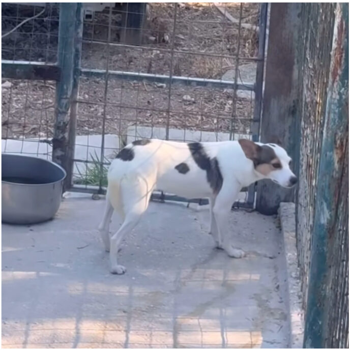 “Se penso a come si spaventava anche solo per l’acqua mi sale il nervoso”: Stash dei The Kolors salva un cagnolino abbandonato tra gli escrementi – IL VIDEO