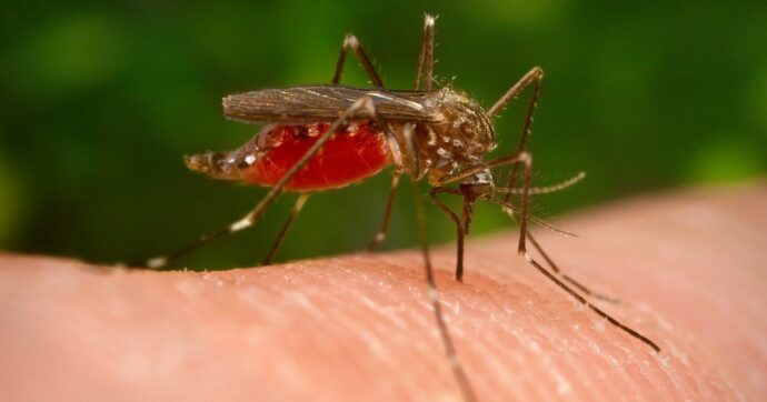 West Nile in Italia: 351 casi e 23 decessi, prima vittima in Molise