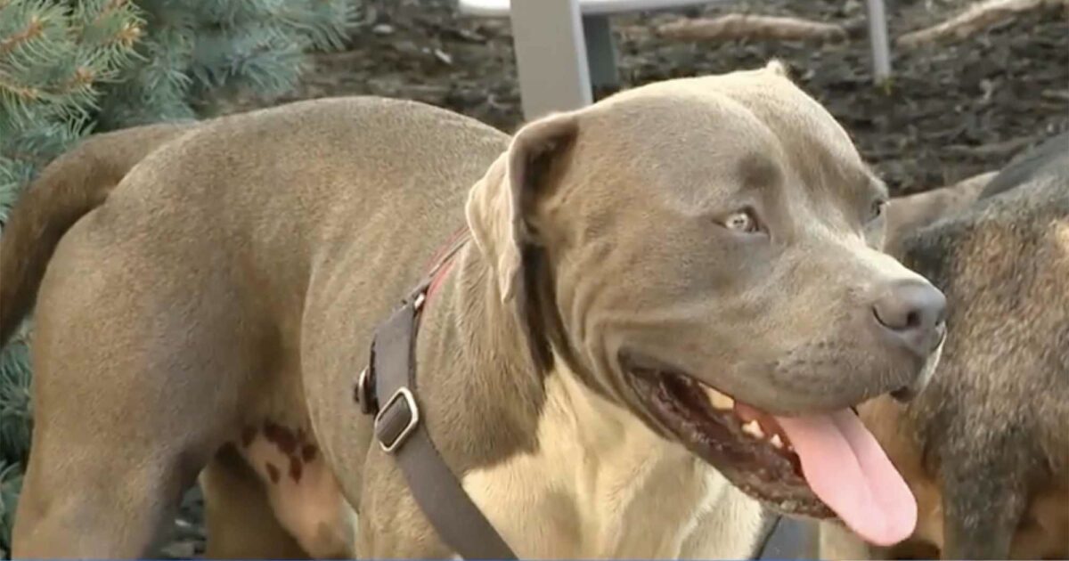 Il cane eroe salva una coppia svenuta in un campeggio: ha attirato l’attenzione per chiamare i soccorsi Il cane eroe salva una coppia svenuta in un campeggio: ha attirato l’attenzione per chiamare i soccorsi