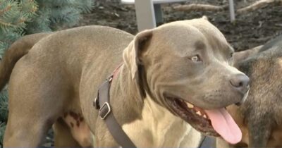 Copertina di Il cane eroe salva una coppia svenuta in un campeggio: ha attirato l’attenzione per chiamare i soccorsi
