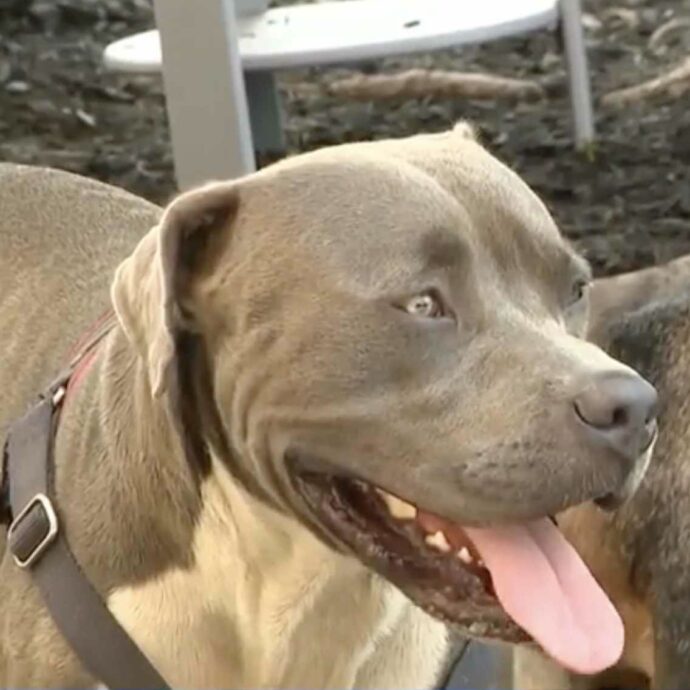 Il cane eroe salva una coppia svenuta in un campeggio: ha attirato l’attenzione per chiamare i soccorsi
