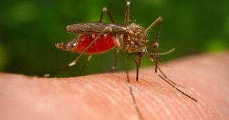 West Nile, trappole per zanzare che simulano l’espirazione per monitorare il virus. Sesta vittima nel Lazio