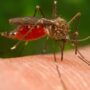 Copertina di West Nile primo caso accertato in Basilicata, paziente di 60 anni ricoverato