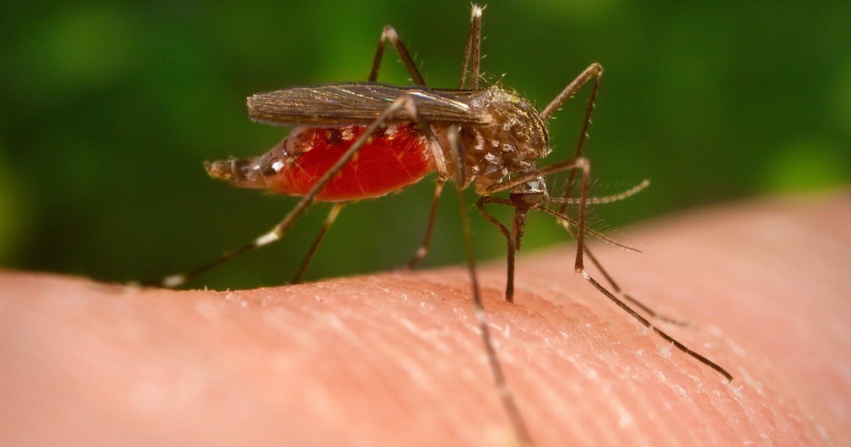 west nile quinta vittima nel lazio 77enne con patologie pregresse da inizio anno 11 morti in italia