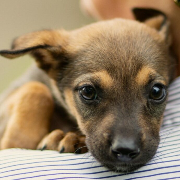 “Mia suocera non vuole più venire a trovarmi perché le ho chiesto di mettere la lettiera del suo cane sul terrazzo e non in casa”: la storia su Reddit