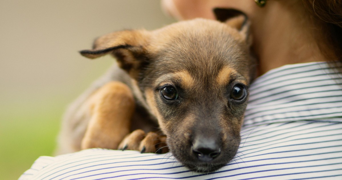 mia suocera non vuole pi249 venire a trovarmi perch233 le ho chiesto di mettere la lettiera del suo cane sul terrazzo e non in casa la storia su reddit