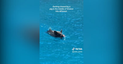 Copertina di Bagno (con sorpresa) per due turiste in Grecia: inseguite da un cinghiale mentre nuotano – Video