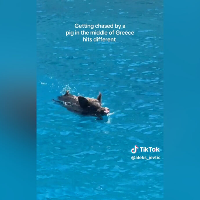 Bagno (con sorpresa) per due turiste in Grecia: inseguite da un cinghiale mentre nuotano – Video