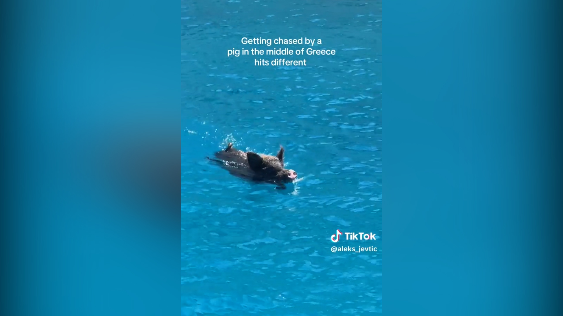 Bagno (con sorpresa) per due turiste in Grecia: inseguite da un cinghiale mentre nuotano – Video Bagno (con sorpresa) per due turiste in Grecia: inseguite da un cinghiale mentre nuotano – Video