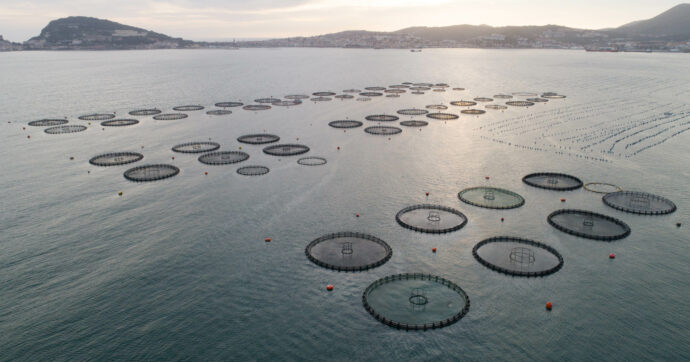 Vuoto normativo, poca trasparenza e fondi Ue che fanno gola: i rischi di una nuova caccia al tonno rosso