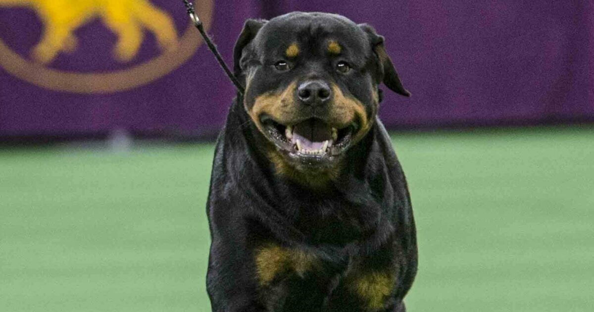rottweiler azzanna una ragazza per strada la padrona fugge in macchina coprendo la targa con uno straccio identificata e denunciata alla polizia
