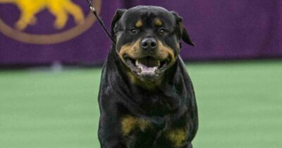 Copertina di “Rottweiler azzanna una ragazza per strada. La padrona fugge in macchina, coprendo la targa con uno straccio”: identificata e denunciata alla polizia