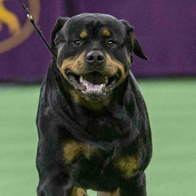 “Rottweiler azzanna una ragazza per strada. La padrona fugge in macchina, coprendo la targa con uno straccio”: identificata e denunciata alla polizia