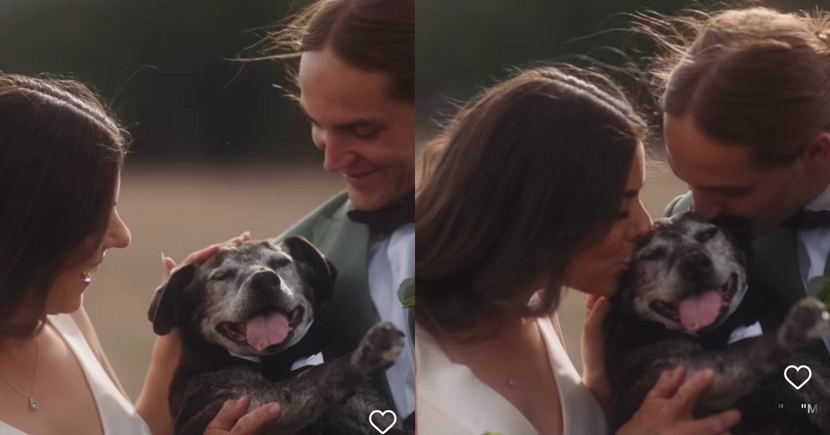 “Era il centro del nostro universo, in questi 19 anni ha toccato la vita di tutti”: celebrano l’addio al cane nel giorno del loro matrimonio. E il videomaker si commuove