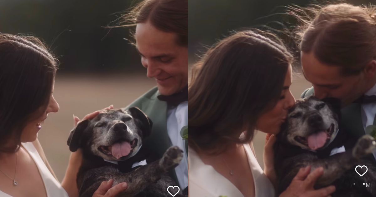 era il centro del nostro universo in questi 19 anni ha toccato la vita di tutti celebrano l8217addio al cane nel giorno del loro matrimonio e il videomaker si commuove