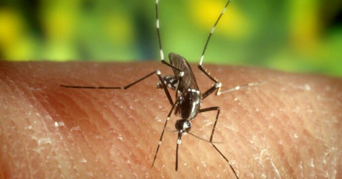 West Nile: nel 2025  173 casi e 11 morti