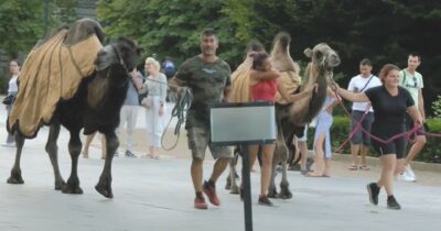 Copertina di Marcia di cammelli sfila  a Budapest contro la siccità