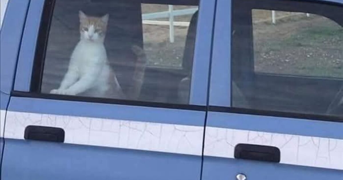 “Incallito criminale è stato scovato nella sua tana e finalmente assicurato alla giustizia”: la Polizia di Stato celebra così la giornata internazionale del gatto