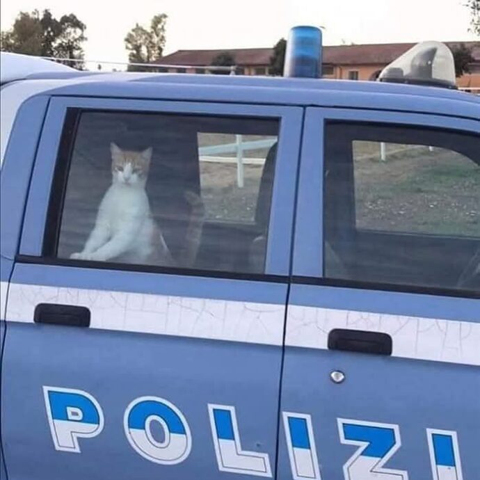 “Incallito criminale è stato scovato nella sua tana e finalmente assicurato alla giustizia”: la Polizia di Stato celebra così la giornata internazionale del gatto