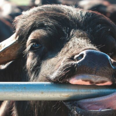 Copertina di “Ho dato la democrazia alle bufale e ora vorrei insegnarla agli uomini”