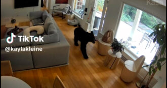 Copertina di Un volpino di Pomerania caccia un orso da casa: l’incredibile video ripreso dalle telecamere di sicurezza