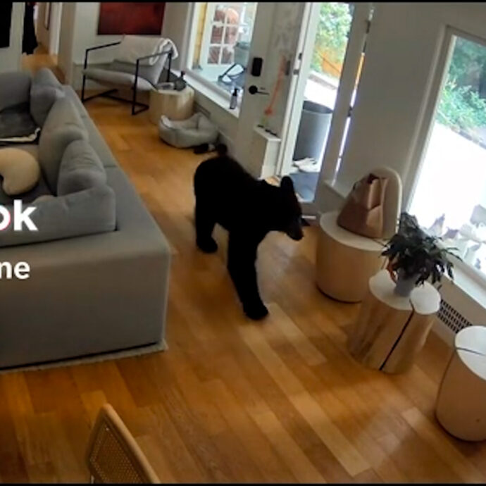 Un volpino di Pomerania caccia un orso da casa: l’incredibile video ripreso dalle telecamere di sicurezza