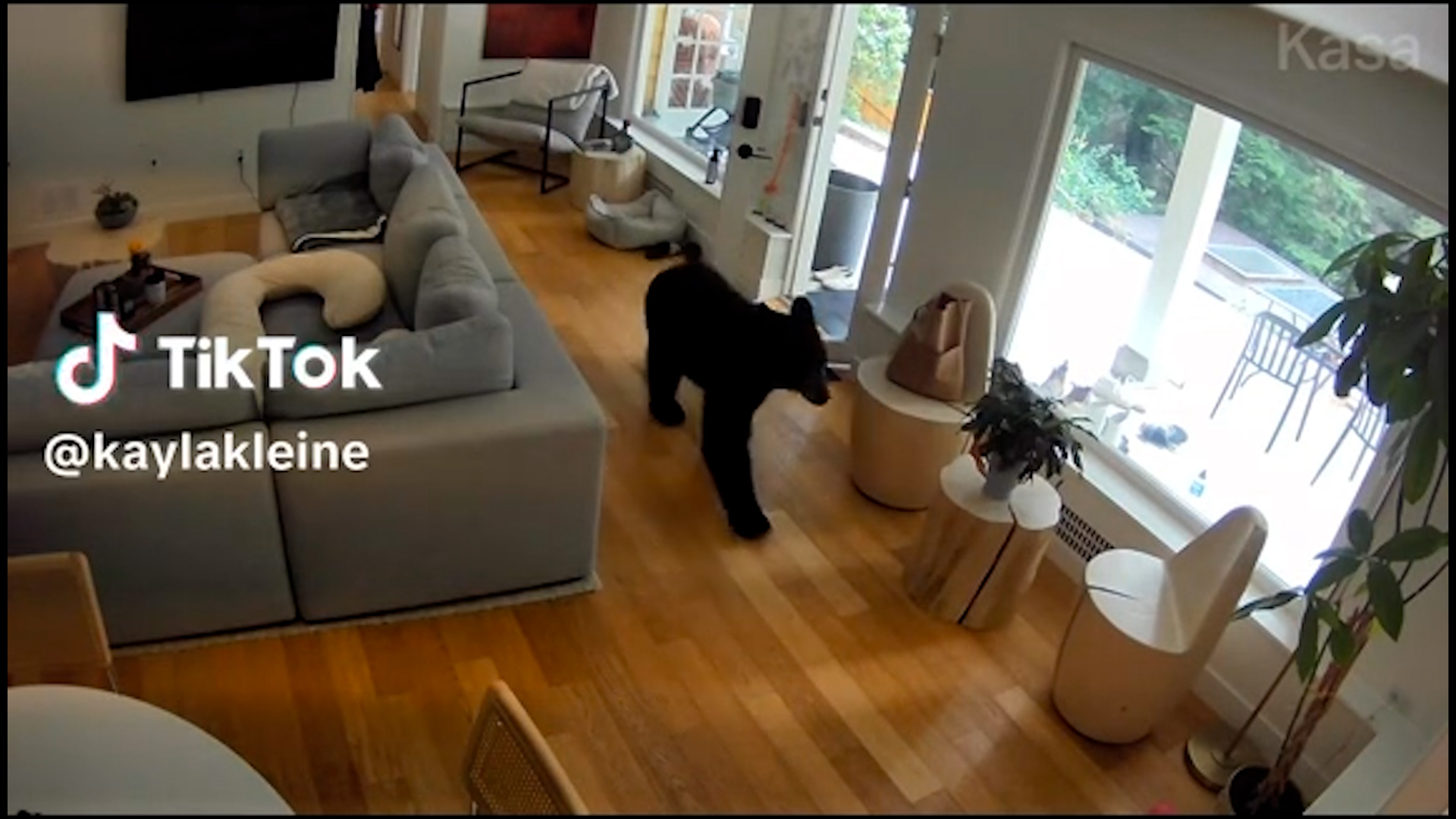 un volpino di pomerania caccia un orso da casa l8217incredibile video ripreso dalle telecamere di sicurezza