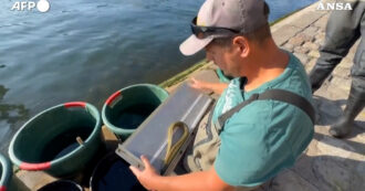 Copertina di A Parigi tornano i pesci nella Senna, m le specie invasive minacciano l’equilibrio – Video