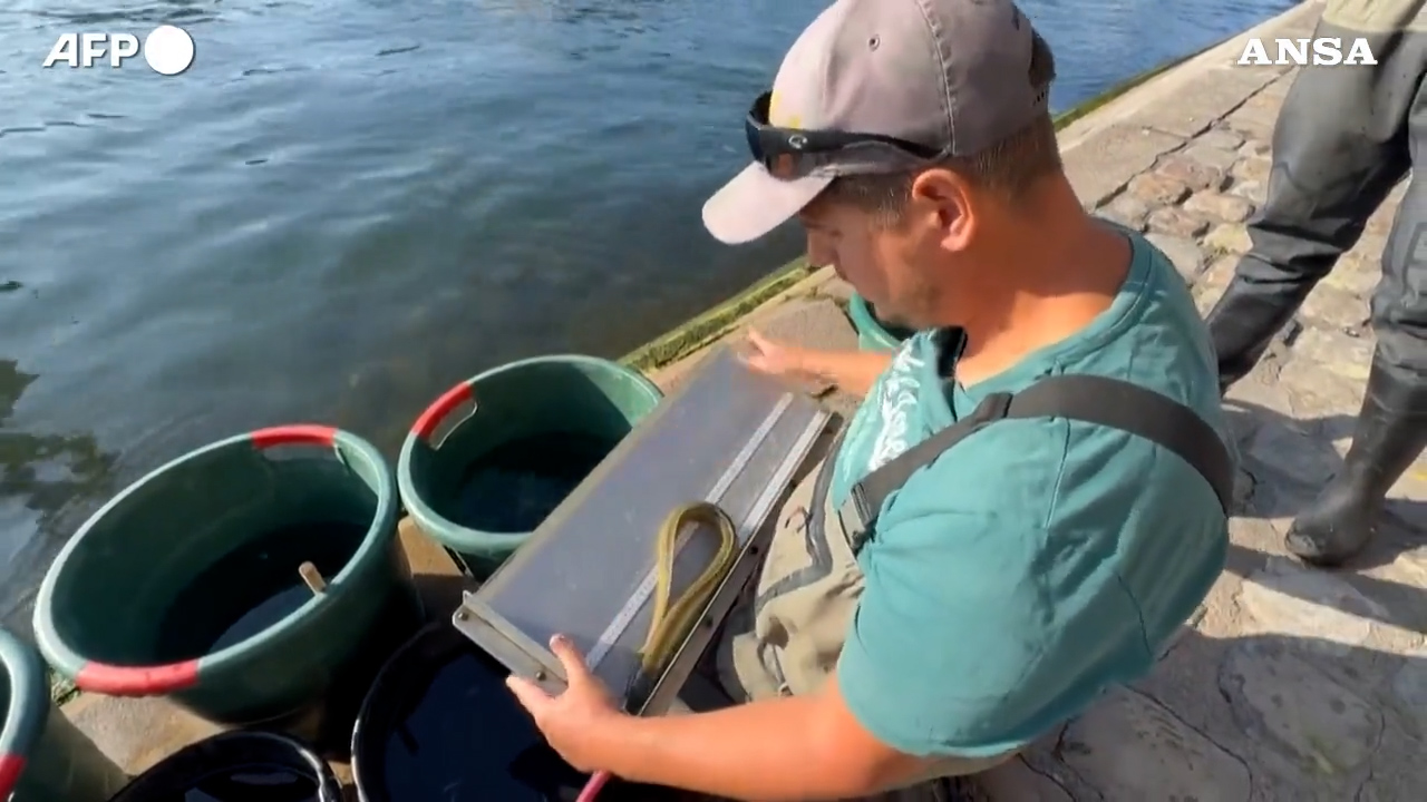 a parigi tornano i pesci nella senna m le specie invasive minacciano l8217equilibrio 8211 video