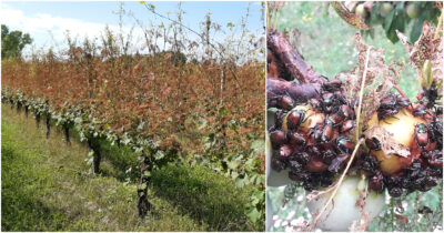 Copertina di Popillia japonica, l’insetto che sta mettendo in ginocchio gli agricoltori in Piemonte: “Impossibile eradicarlo”