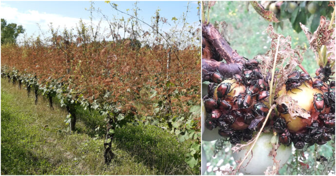 Popillia japonica, l’insetto che sta mettendo in ginocchio gli agricoltori in Piemonte: “Impossibile eradicarlo”