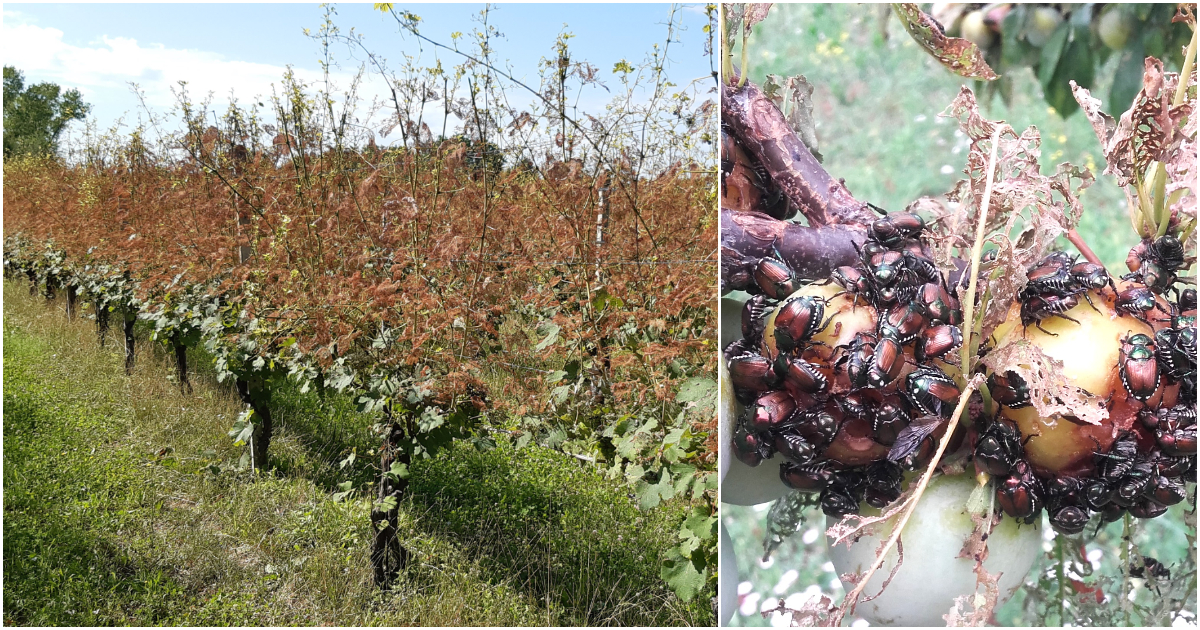 popillia japonica l8217insetto che sta mettendo in ginocchio gli agricoltori in piemonte impossibile eradicarlo