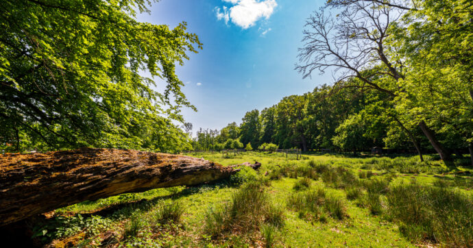 Il mistero degli “assassini di alberi”: in Germania decine di piante secolari avvelenate col glifosato