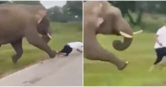 Copertina di “È vivo per miracolo”: turista si avvicina troppo all’elefante per scattargli una foto, l’animale si infuria e lo attacca
