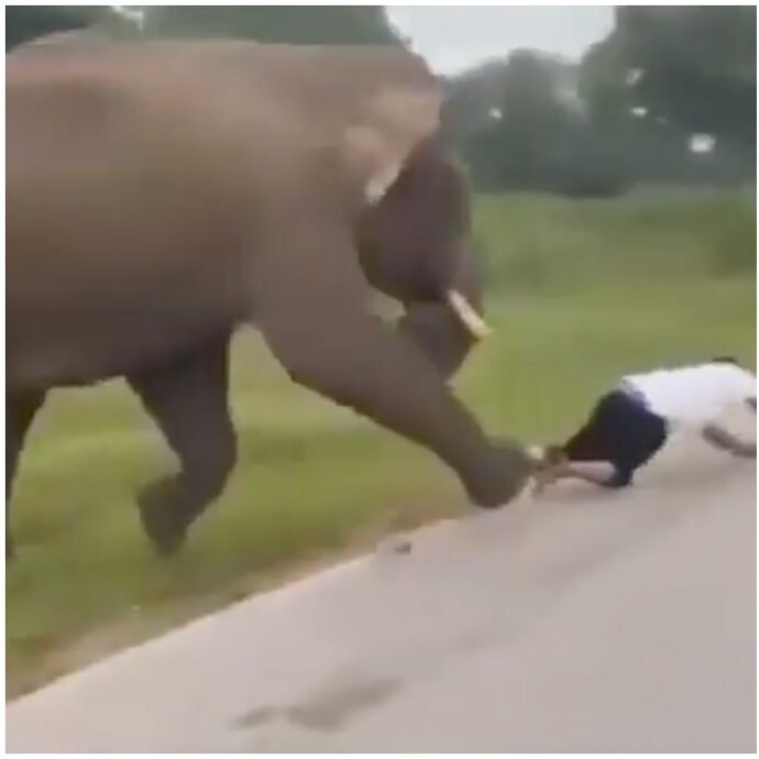 “È vivo per miracolo”: turista si avvicina troppo all’elefante per scattargli una foto, l’animale si infuria e lo attacca
