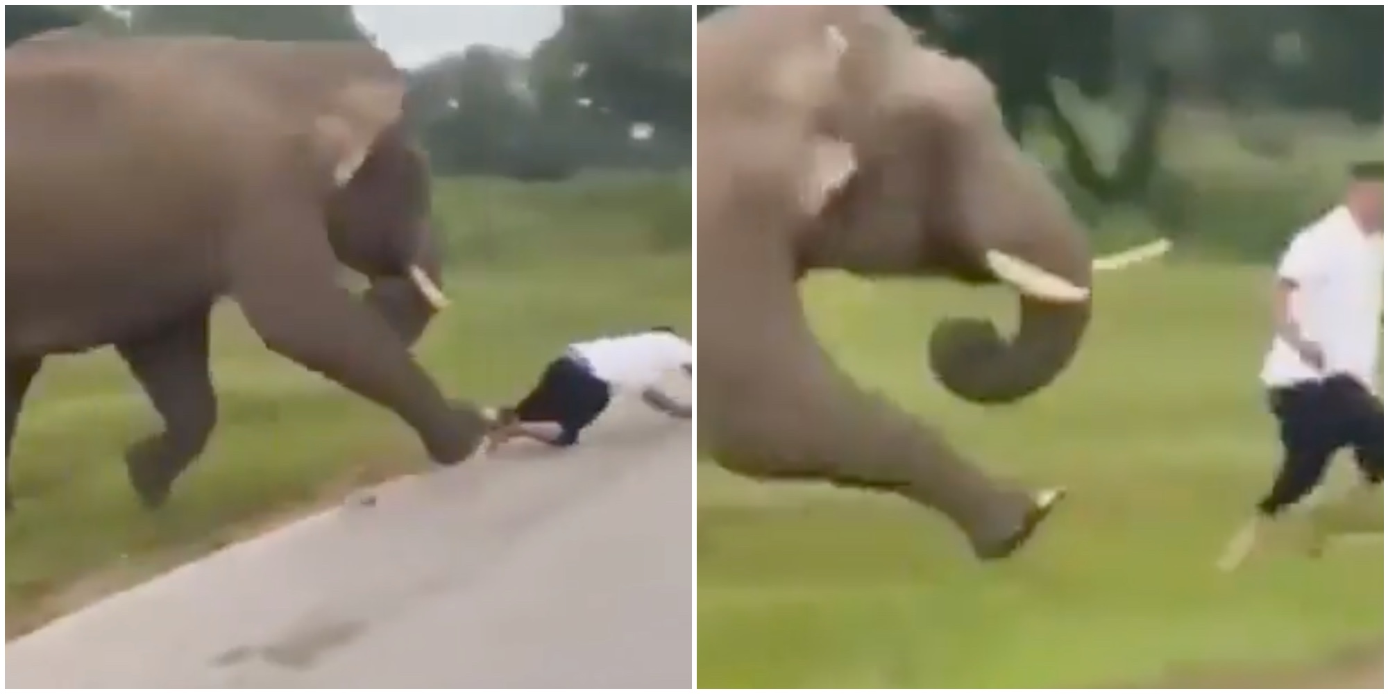 200 vivo per miracolo turista si avvicina troppo all8217elefante per scattargli una foto l8217animale si infuria e lo attacca