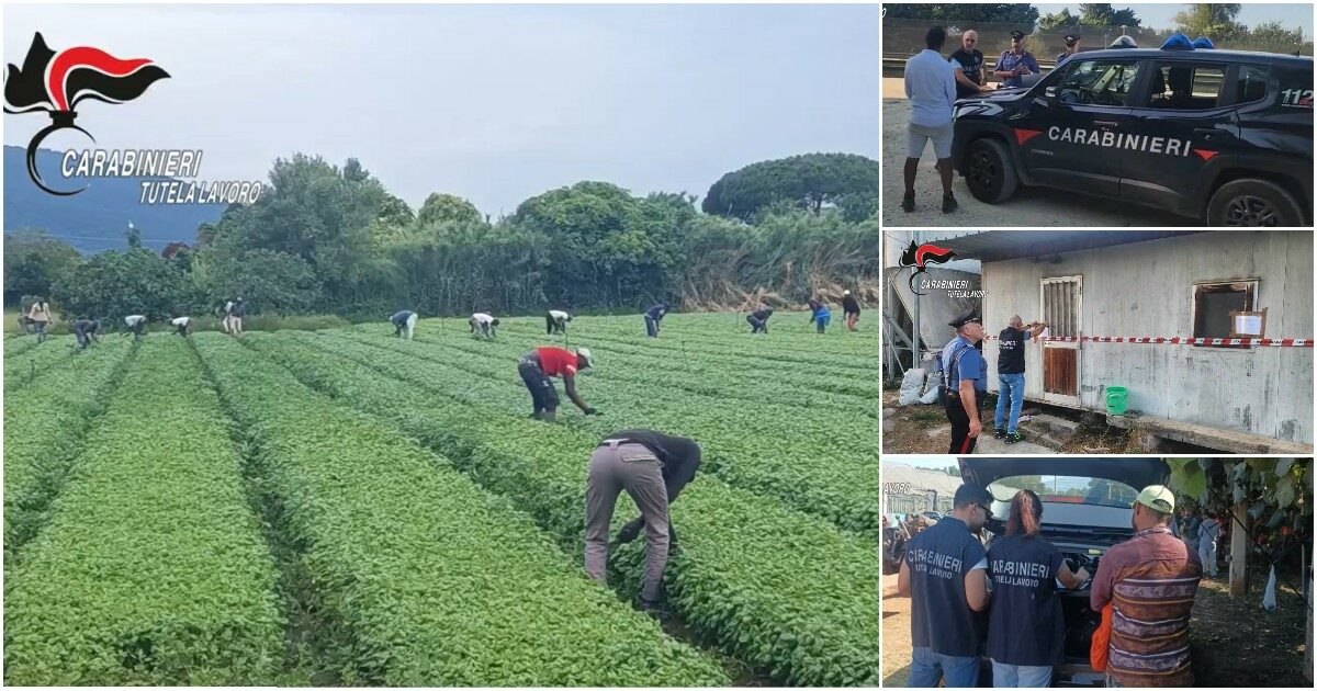 caporalato controlli dei carabinieri su 900 aziende agricole pi249 della met224 sono risultate irregolari